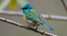 focal length challenges in bird tracking