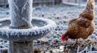 frozen water dehydrates chickens