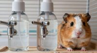 hydration check for small pets