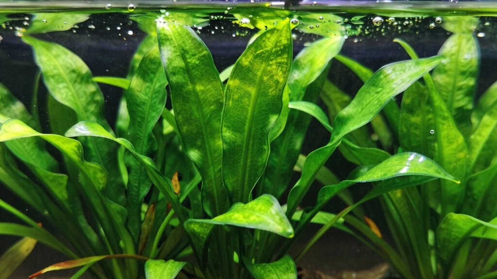live plants improve water quality