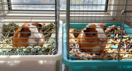 myth about guinea pig space