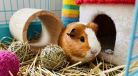 practical guinea pig enrichment