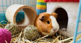 practical guinea pig enrichment