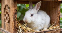 protective hay feeding habits