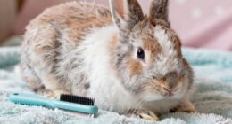 rabbit grooming tangles