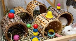 rabbit tunnels and toys