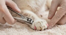 safe cat nail trimming