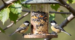 safe wild bird feed options
