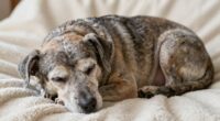 senior dog sleeping position