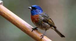 smooth perches cause issues