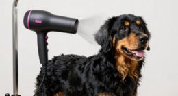 top dog dryers 2026