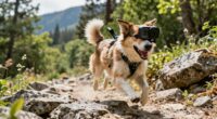 top dog harness action cameras