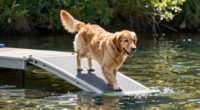 top dog ramps for water