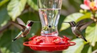 top smart bird feeders