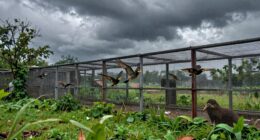 weather and predators threaten safety