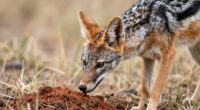 aardwolf feeds on termites