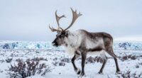 adapting to arctic journeys