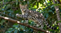 agile feline tree dweller