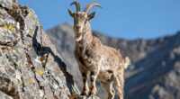 agile mountain climbing animals