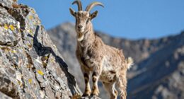 agile mountain climbing animals