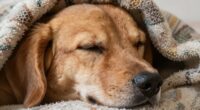 animals dreams compared to humans