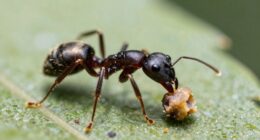 ants incredible strength
