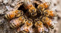 bees choose new nests