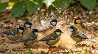 birds clean with dust