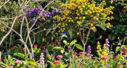 birds pollinators thrive