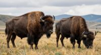bison and buffalo differences