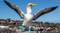 blue footed booby dance