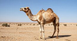 camel s water endurance limit