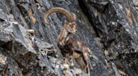 cliff adapted goat appearance