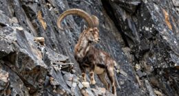cliff adapted goat appearance