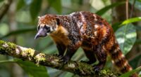 coatimundi raccoon s curious relative