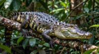 crocodiles can climb trees