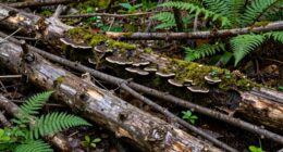 dead wood supports forest health