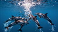 dolphins create bubble nets