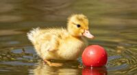 ducks follow their mother