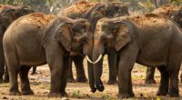 elephants soothe distressed members