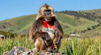 ethiopian grass eating monkey