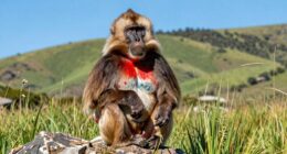 ethiopian grass eating monkey