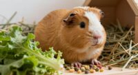 feeding guinea pigs properly