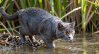 fishing cat hunts water