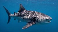 giant ocean sunfish shape