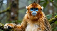 golden snub nosed monkey