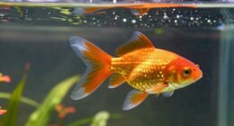 goldfish memory myth debunked