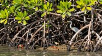 habitat for coastal wildlife