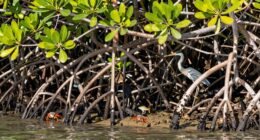 habitat for coastal wildlife