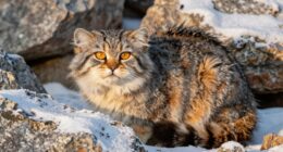 hidden behaviors of pallas s